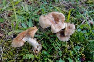 Russula pectinatoides_LR